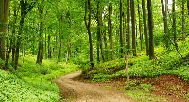 Natur im Bayerischen Wald